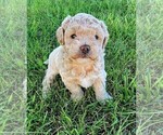 Puppy 1 Shih-Poo