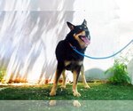 Small #1 Australian Kelpie
