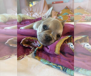 French Bulldog Puppy for sale in PASADENA, CA, USA