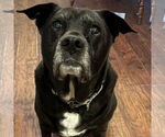Small #1 Labrador Retriever Mix