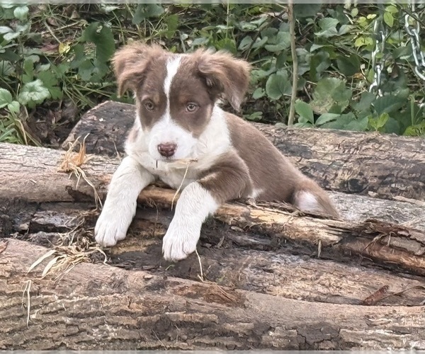 Medium Photo #1 Borador Puppy For Sale in MARION, VA, USA