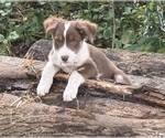 Puppy Lucky Borador