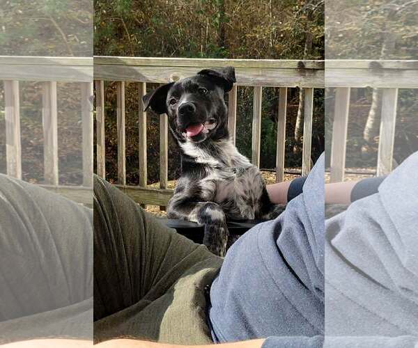 Medium Photo #2 Labrador Retriever-Unknown Mix Puppy For Sale in Jacksonville, NC, USA