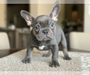 French Bulldog Puppy for sale in FRESNO, CA, USA