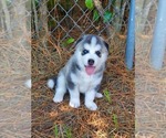 Small Photo #15 Siberian Husky Puppy For Sale in BROOKSVILLE, FL, USA