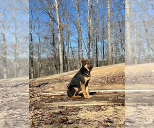 German Shepherd Dog Dogs for adoption in LOGANVILLE, GA, USA