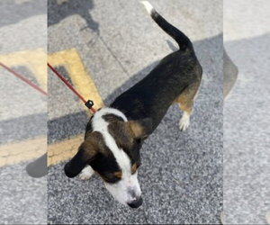 Cole - Male Border Collie-Jack Russell Terrier Mix Dog for Adoption - Photo #4