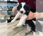 Puppy Puppy 2 Border Collie