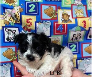 Morkie Puppy for sale in WINNSBORO, LA, USA