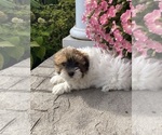 Small #2 Havanese