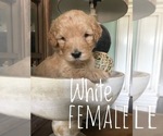 Small Photo #13 Goldendoodle-Poodle (Standard) Mix Puppy For Sale in DOTHAN, AL, USA