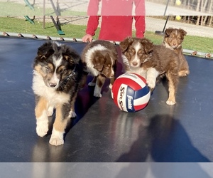 Miniature Australian Shepherd Puppy for sale in NEW WASHINGTN, IN, USA
