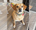 Small #4 Cheagle