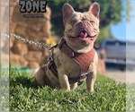 Small Photo #1 French Bulldog Puppy For Sale in POMONA, CA, USA