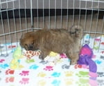 Small Photo #2 Lhasa Apso Puppy For Sale in ORO VALLEY, AZ, USA