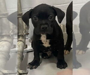 American Pit Bull Terrier-Unknown Mix Dogs for adoption in Augusta, GA, USA