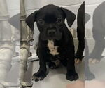 Small American Pit Bull Terrier Mix