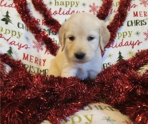 Golden Retriever Puppy for sale in DECKER PR, TX, USA
