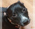 Small #3 Labrador Retriever Mix