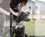 Small #2 Labrador Retriever Mix