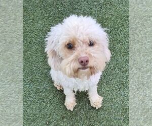 Bichon Frise Dogs for adoption in Carrollton, TX, USA