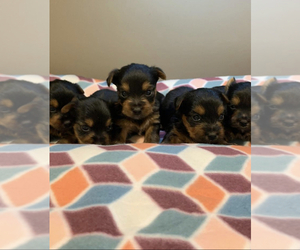Yorkshire Terrier Puppy for sale in MACOMB, MI, USA