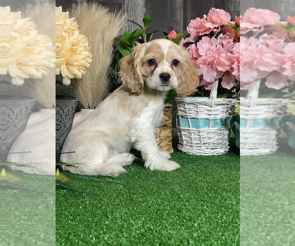 Medium Photo #6 Cocker Spaniel Puppy For Sale in CANOGA, NY, USA