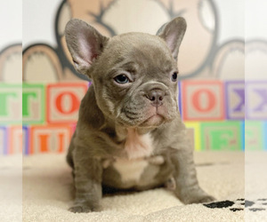 French Bulldog Puppy for sale in HELENA, MT, USA