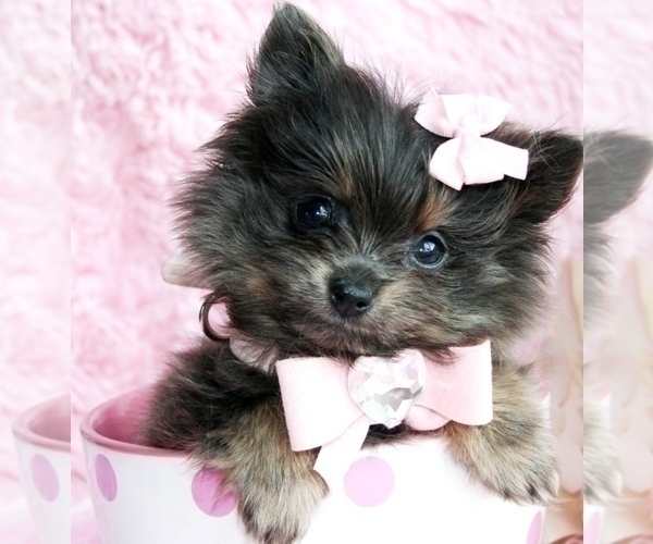 Medium Photo #31 Pomeranian Puppy For Sale in HOUSTON, TX, USA