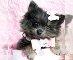 Small #30 Pomeranian