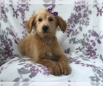 Small Photo #1 Aussiedoodle Puppy For Sale in LAKELAND, FL, USA