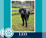 Leo (The L Train) 100326 - Male Labrador Retriever-Unknown Mix Dog for Adoption - Small photo