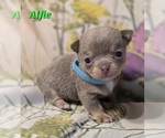Small #4 Chihuahua
