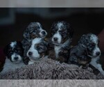 Small Photo #2 Miniature Bernedoodle Puppy For Sale in SWAIN, NY, USA