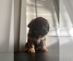 Small Photo #6 Shorkie Tzu Puppy For Sale in BUFFALO, NY, USA