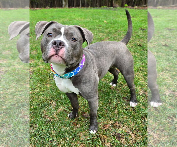 Medium Photo #3 American Pit Bull Terrier Puppy For Sale in Westminster, MA, USA