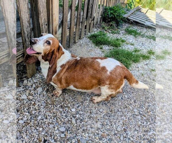 Medium Photo #1 Basset Hound Puppy For Sale in PETERSBURG, IN, USA