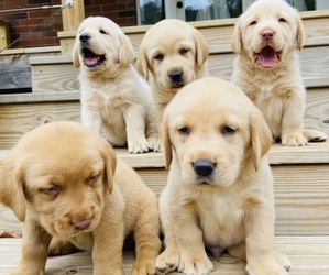 Labrador Retriever Puppy for Sale in WILDWOOD, Georgia USA