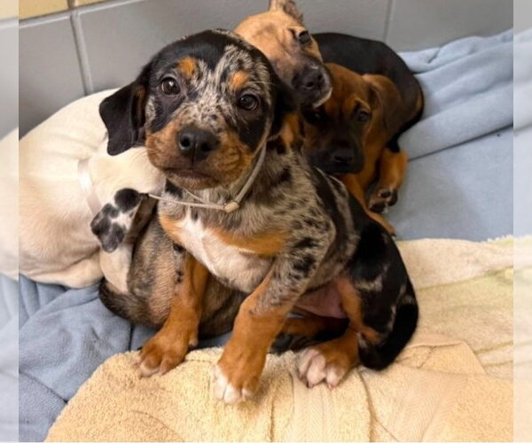 Medium Photo #3 Bulldog-Unknown Mix Puppy For Sale in Lakewood, CO, USA