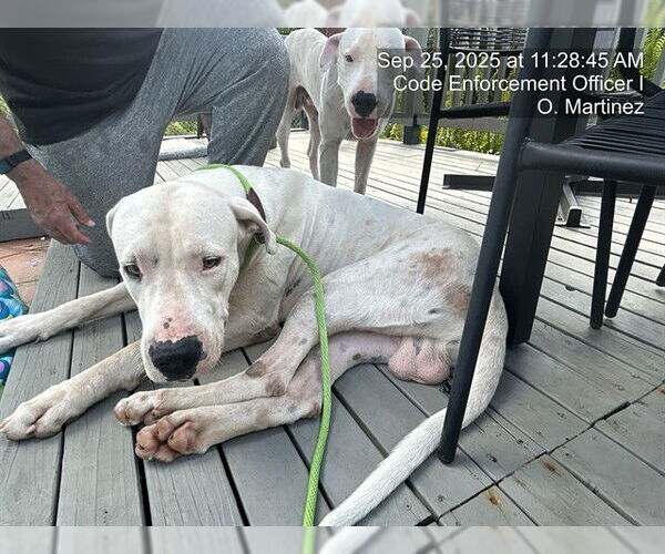 Medium Photo #1 Dogo Argentino Puppy For Sale in Naples, FL, USA