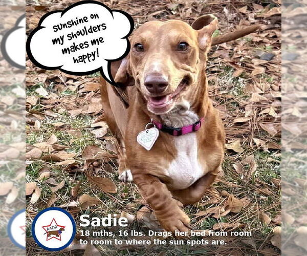 Medium Photo #1 Dachshund Puppy For Sale in Shelbyville, TN, USA