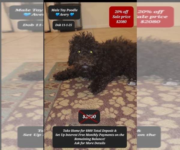 Medium Photo #1 Poodle (Toy) Puppy For Sale in TUCSON, AZ, USA