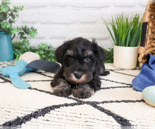 Medium Photo #1 Schnauzer (Miniature) Puppy For Sale in SYRACUSE, IN, USA