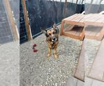 Small German Shepherd Dog