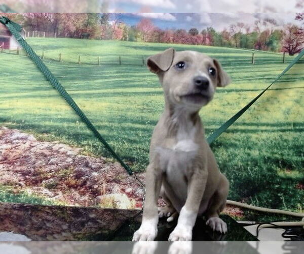 Medium Photo #1 Mutt Puppy For Sale in Moreno Valley, CA, USA