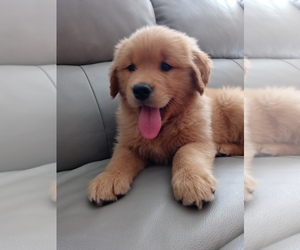 Golden Retriever Puppy for sale in SANTA ANA, CA, USA