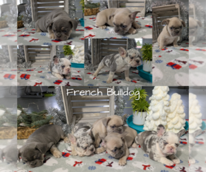 French Bulldog Puppy for Sale in GOSHEN, Indiana USA