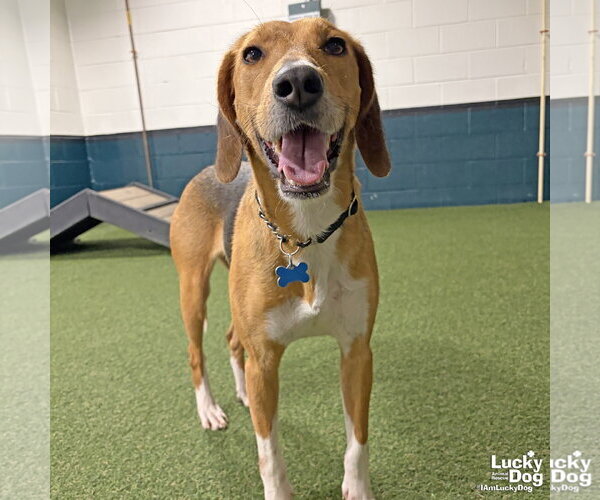 Medium Photo #9 Treeing Walker Coonhound-Unknown Mix Puppy For Sale in Washington, DC, USA