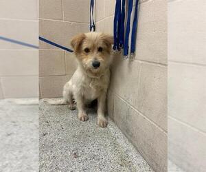 Mutt Dogs for adoption in Conroe, TX, USA