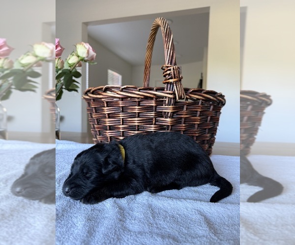 Medium Photo #3 German Shepherd Dog Puppy For Sale in PORTLAND, OR, USA